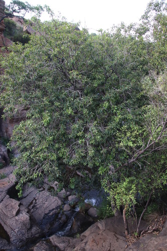 Transvaal Red Milkwood reference