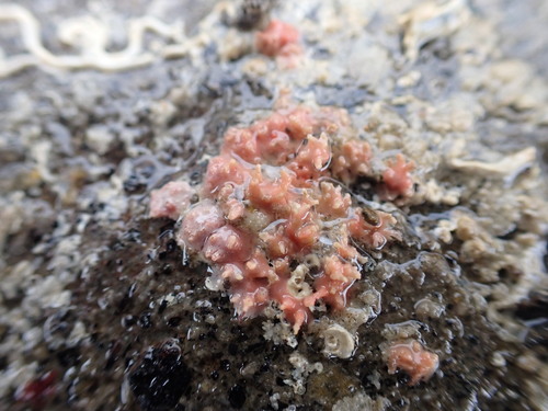 Red Encrusting Foram reference
