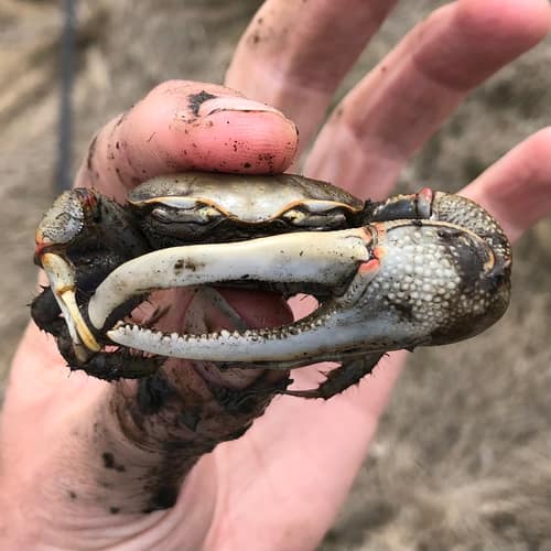 Red-jointed Fiddler Crab reference