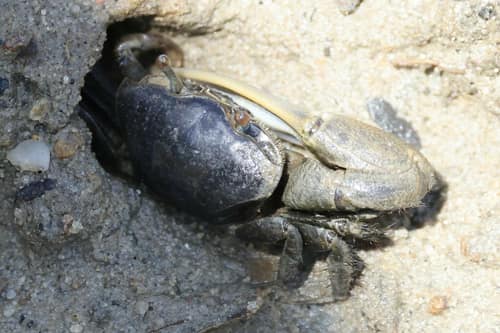 Marsh Fiddler Crab reference