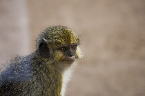 Angolan Talapoin reference