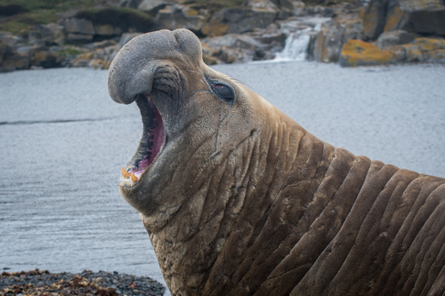 Southern Elephant Seal reference