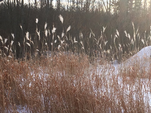 Amur Silver Grass reference