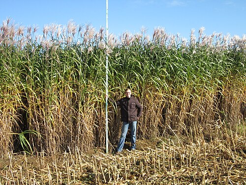 Giant Silver Grass reference