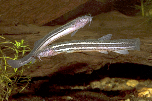 European Weatherfish reference