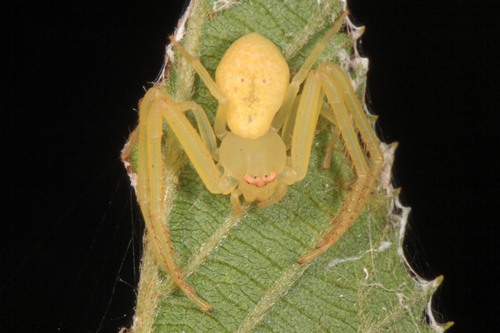 Green Crab Spider reference