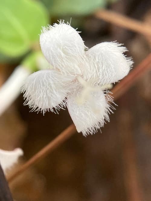 Partridgeberry reference