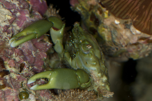 Emerald Crab reference