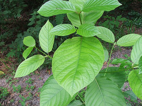 Kratom reference