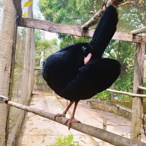 Alagoas Curassow reference