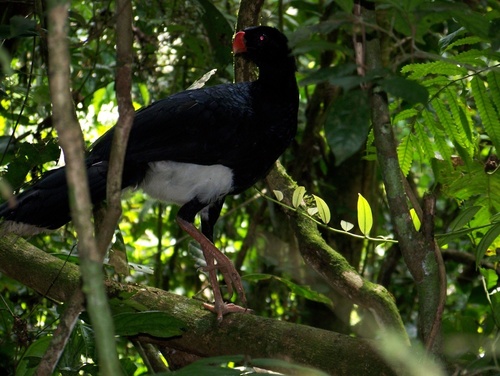 Salvin's Curassow reference