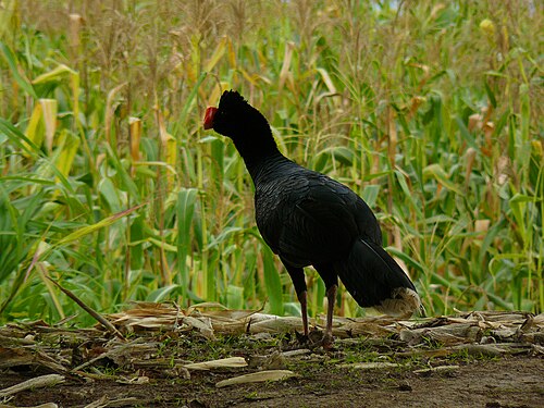 Razor-billed Curassow reference
