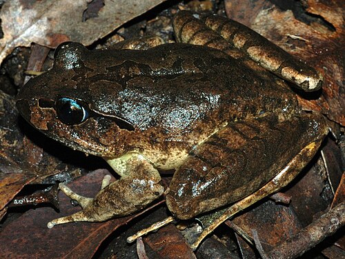 Stuttering Frog reference