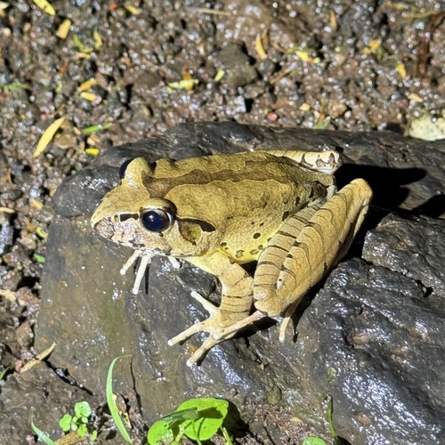 Fleay's Barred Frog reference