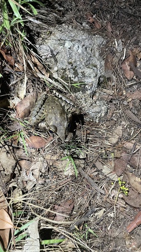 Giant Barred Frog reference
