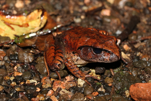 Northern Barred Frog reference