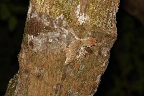 Bavay's Giant Gecko reference