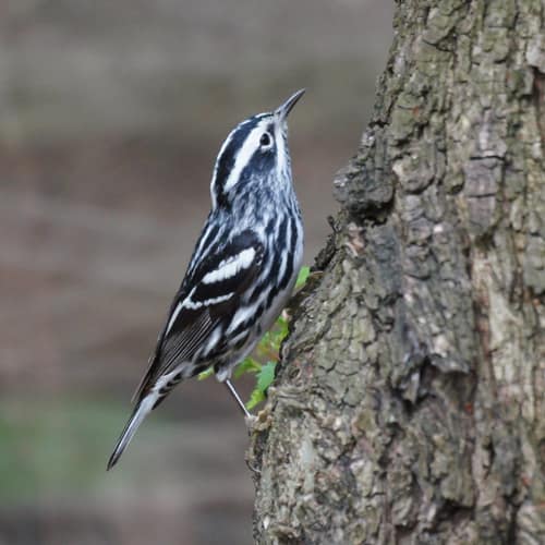 Black-and-white Warbler reference