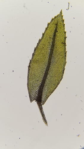 Swan's-neck Thyme-moss reference