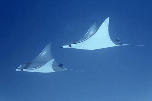 Shortfin Devil Ray reference