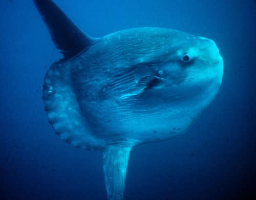 Ocean Sunfish reference