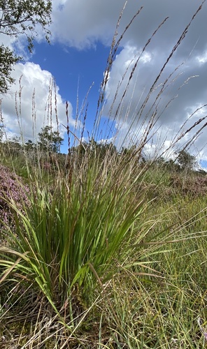 Purple Moor Grass reference