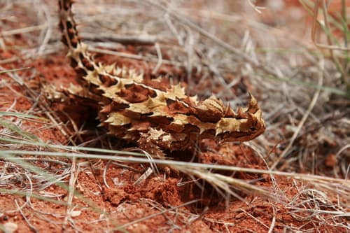 Thorny Devil reference