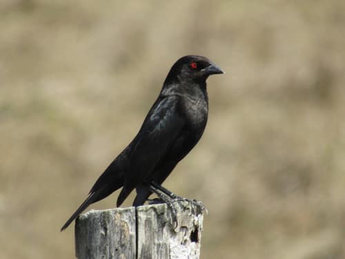 Bronzed Cowbird reference