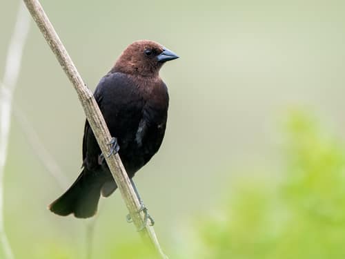 Brown-headed Cowbird reference