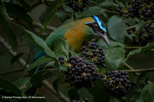 Lesson's Motmot reference