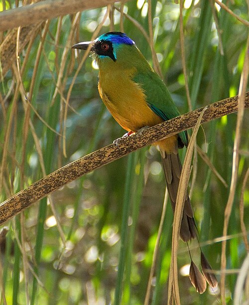Amazonian Motmot reference