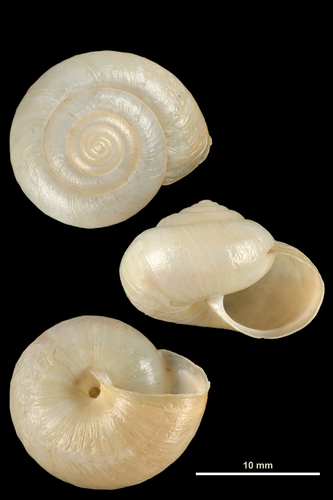 Kentish Snail reference