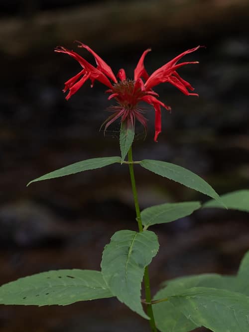 Scarlet Beebalm reference