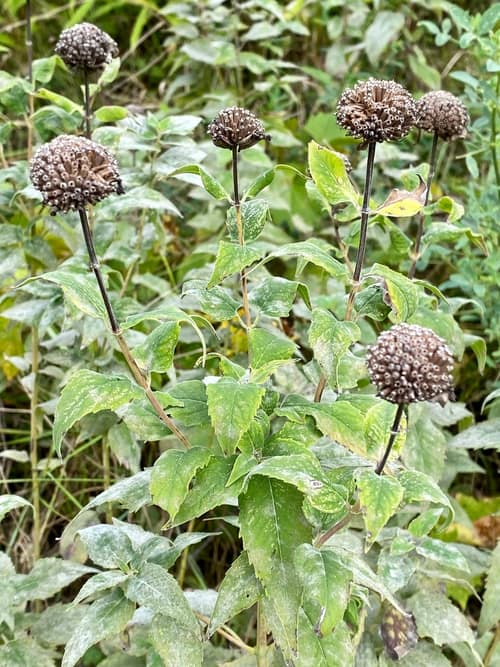 Wild Bergamot reference