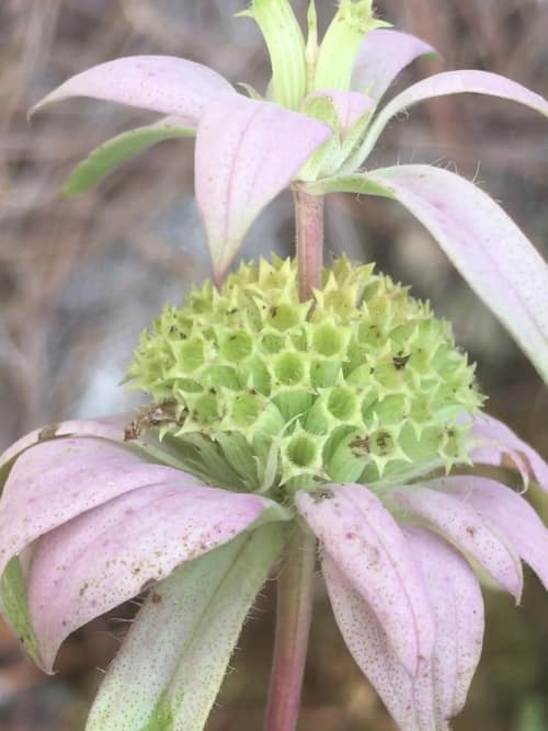 Spotted Beebalm reference