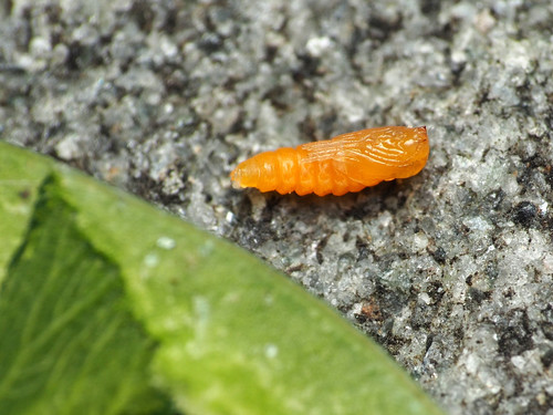 Boxwood Leafminer reference