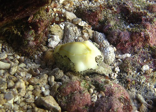 Money Cowrie reference