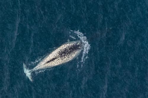Narwhal reference