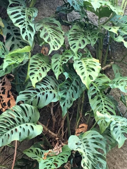 Adanson's Monstera reference