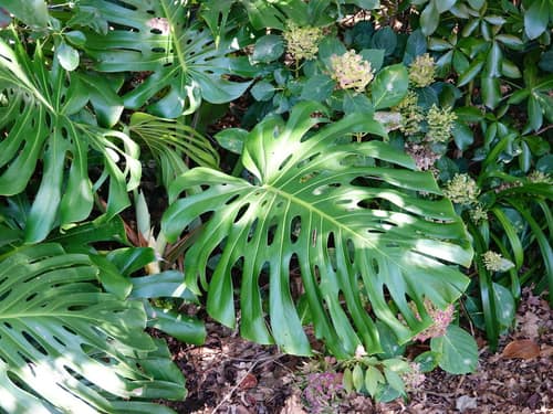 Swiss Cheese Plant reference
