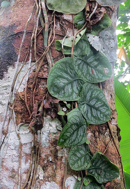 Shingle Plant reference