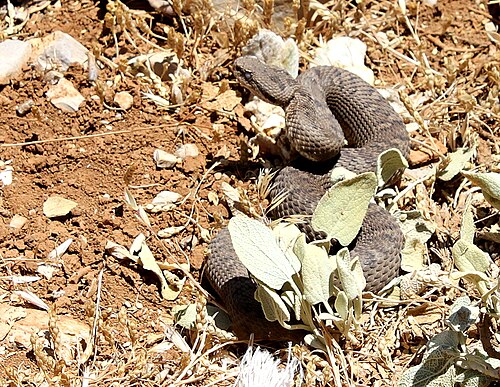 Lebanon Viper reference