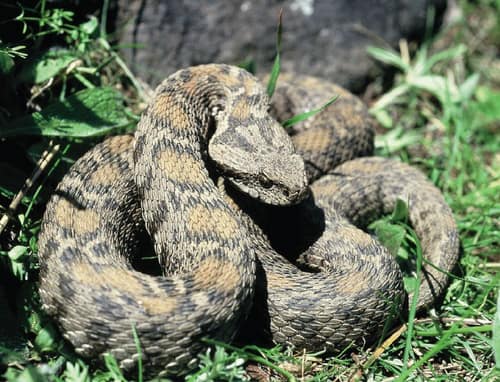 Wagner's Viper reference