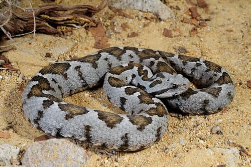 Ottoman Viper reference