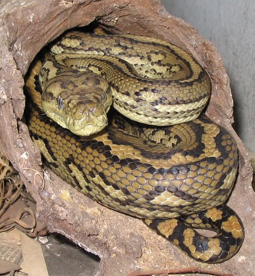 Carpet Python reference
