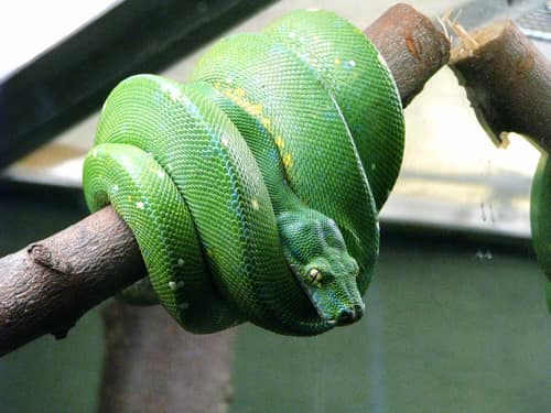 Green Tree Python reference