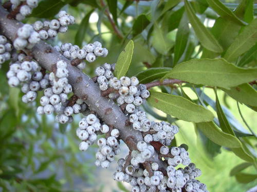 Wax Myrtle reference
