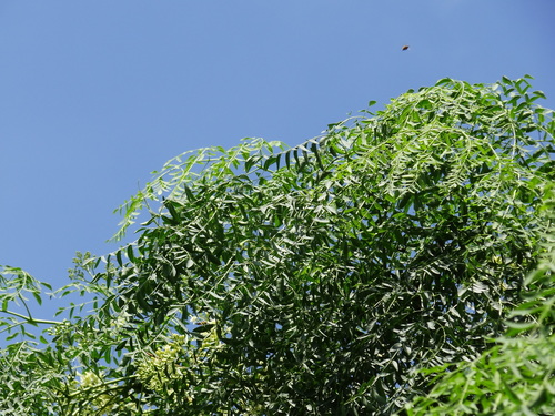 Cabbage Tree reference