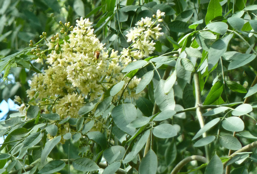 African Moringa reference