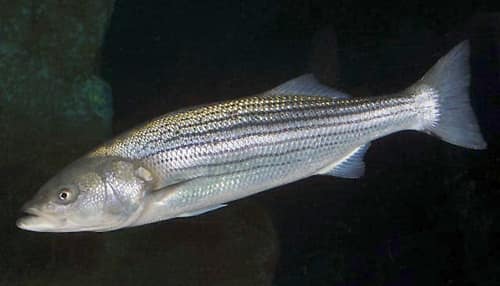 Striped Bass reference